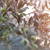 Thyme & Olive Fragrance Oil