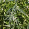 River Mint with Bush Iris Fragrance Oil