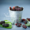 Wild Mulberry Fragrance Oil