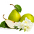 English Pear and Freesia Type* Fragrance Oil