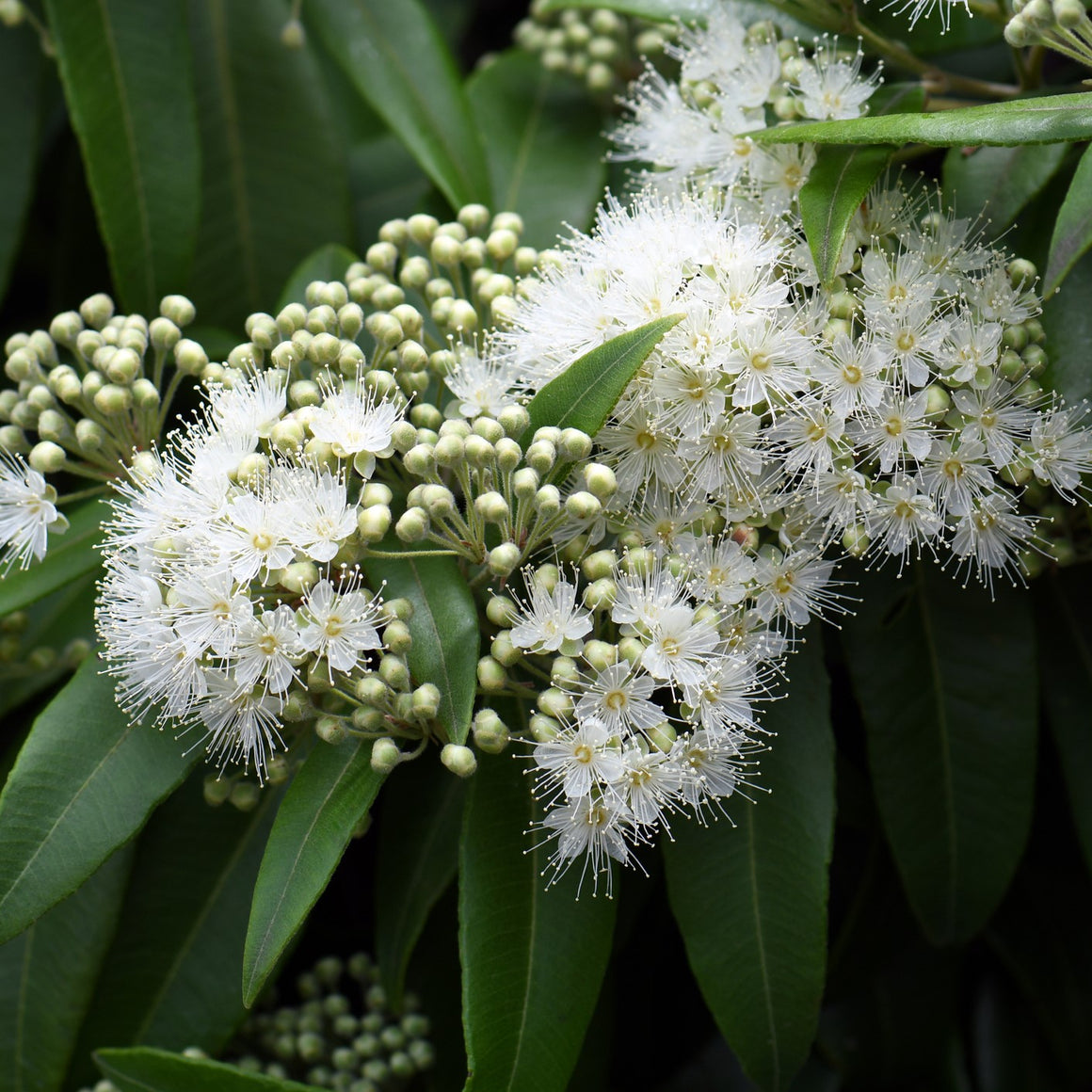 Australian Collection