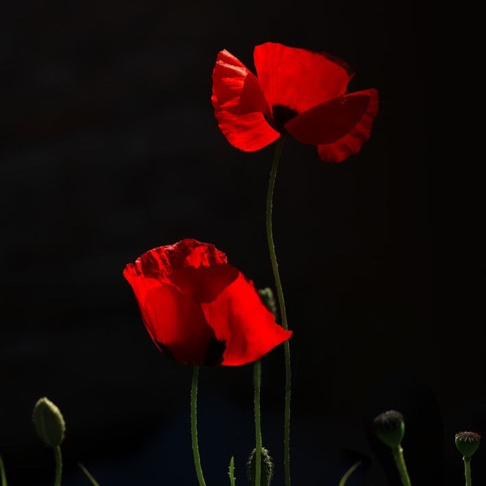 Black Opium Fragrance