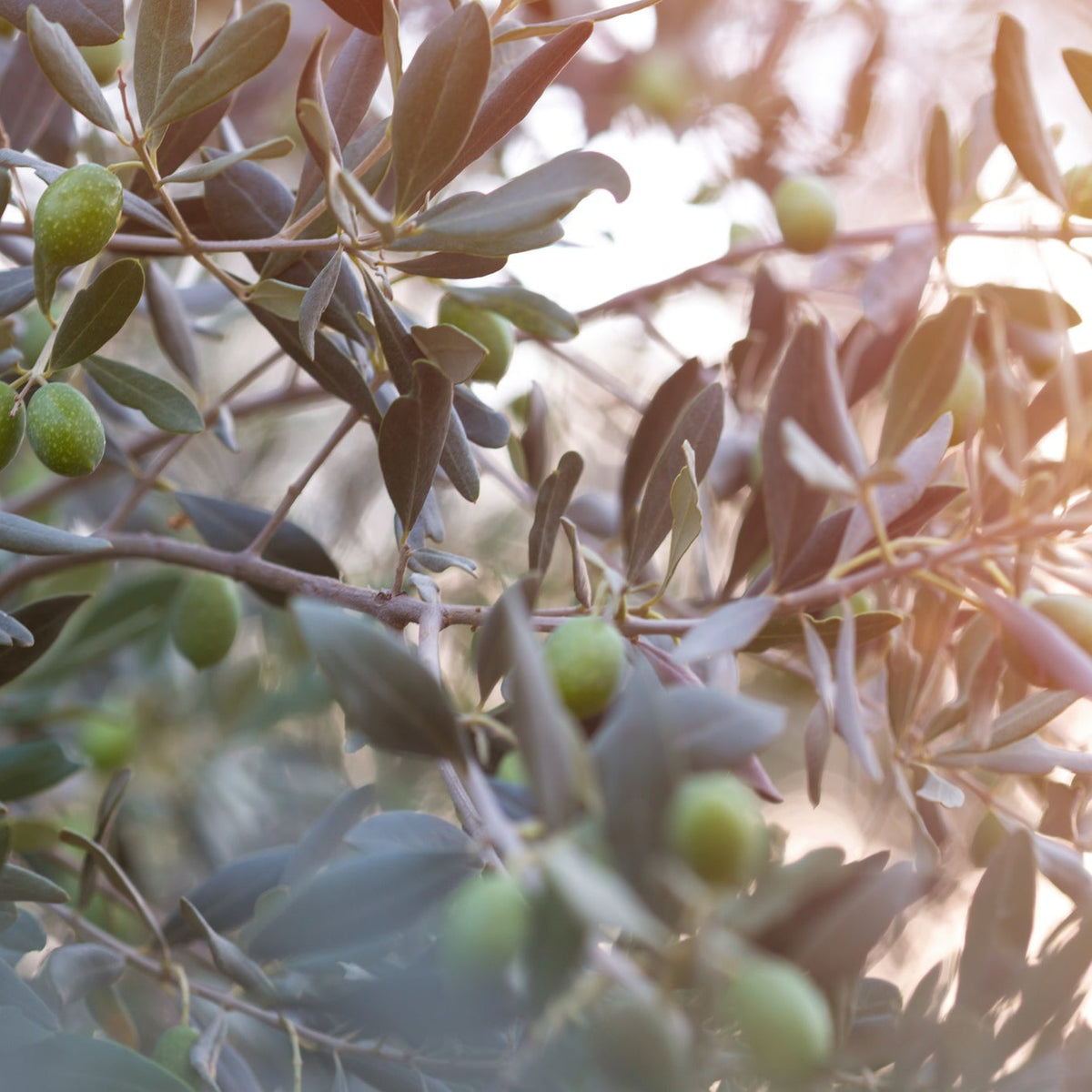 Thyme &amp; Olive