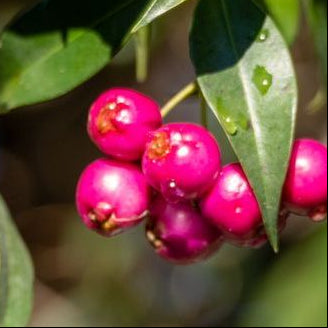 Lilli Pilli fragrance oil