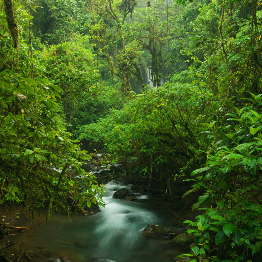 Rainforest Fragrance