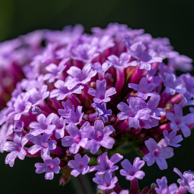 Verbena Fragrance