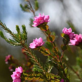 Australian Boronia Fragrance Oil