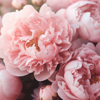 English Peony and Blush Suede