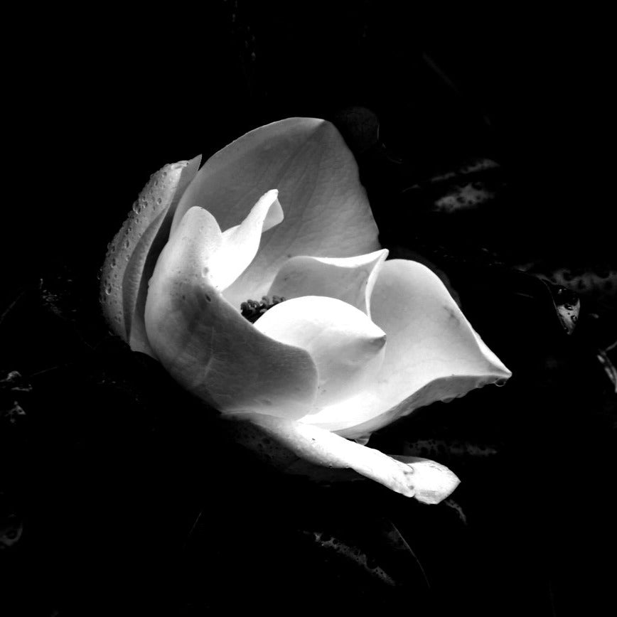 Mojave Ghost Type* Fragrance Oil