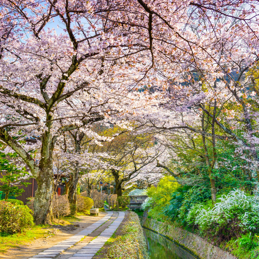 Kyoto in Bloom