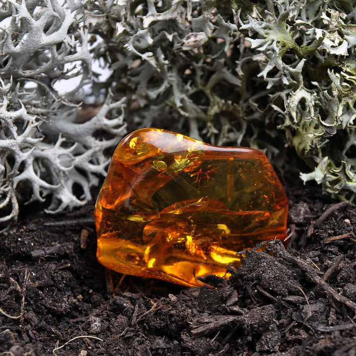 Oakmoss and Amber