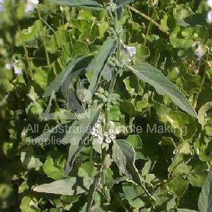 River Mint with Bush Iris
