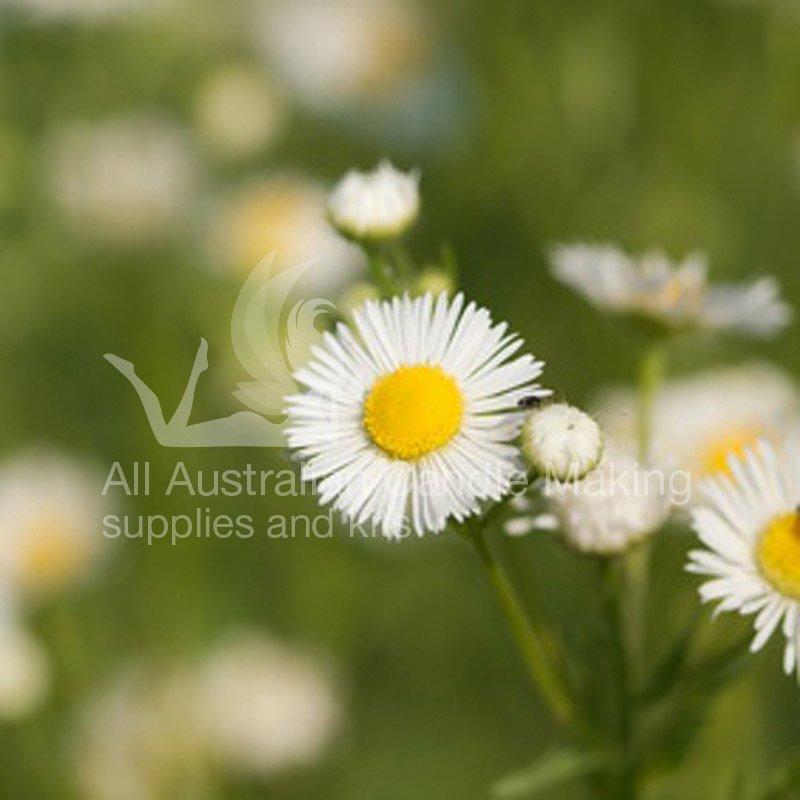 Wild Daisies