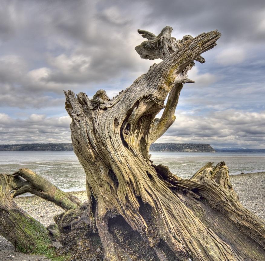 Driftwood & Salt (Wood Sage and Sea Salt type*) Fragrance Oil