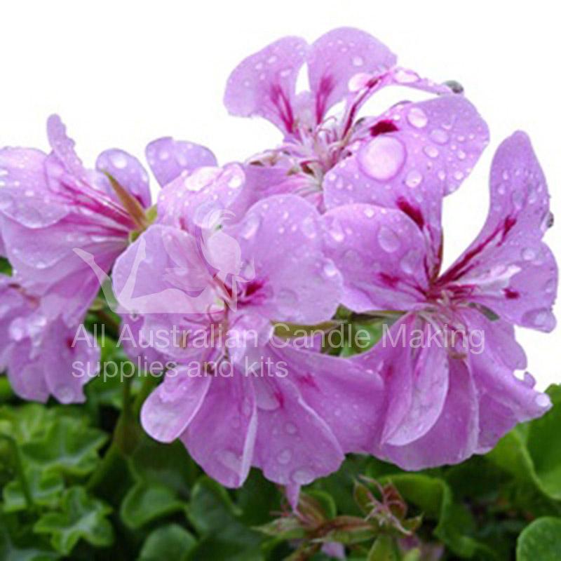 Rose Geranium Fragrance Oil