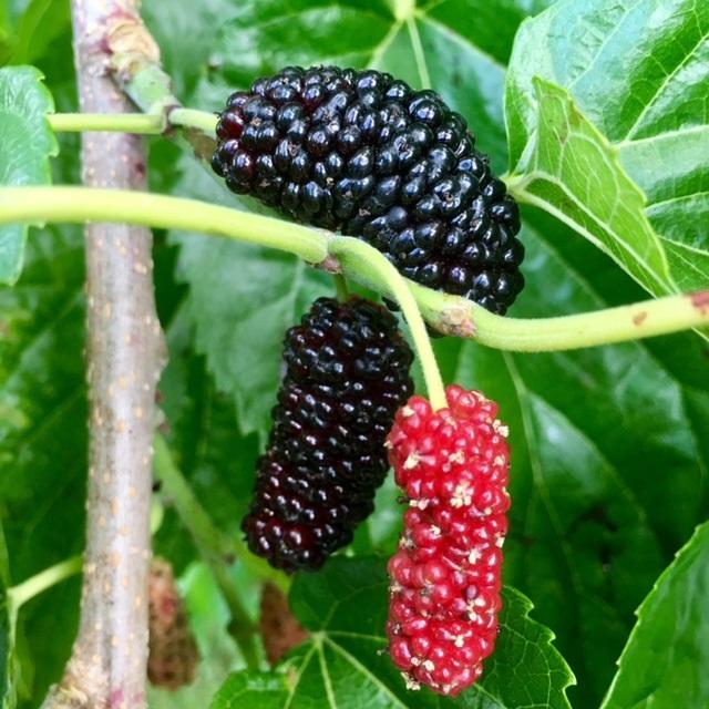 Wild Mulberry
