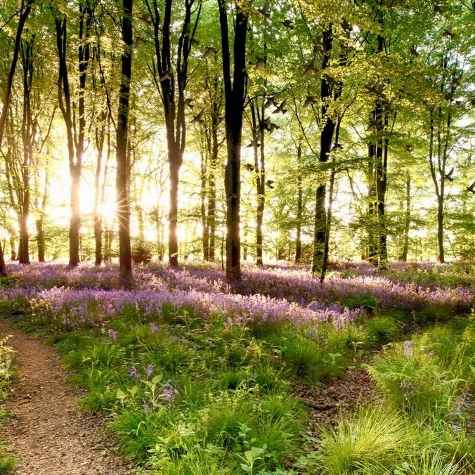 Alchemy Fragrance Oil