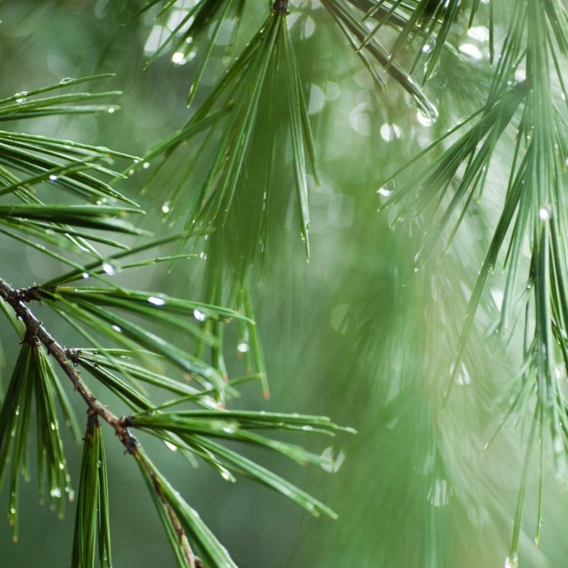 Ancient Pine Fragrance Oil