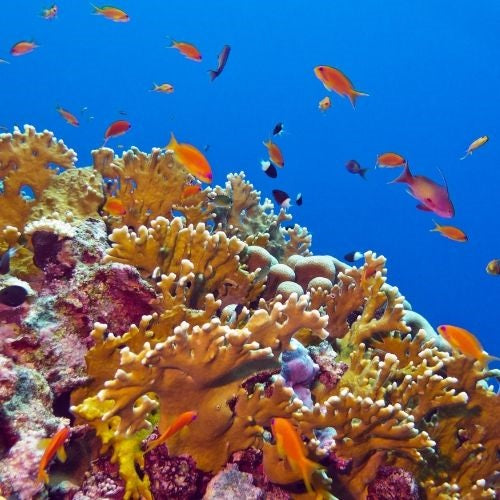 Coral Reef