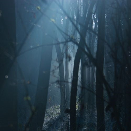 Deep in the woods