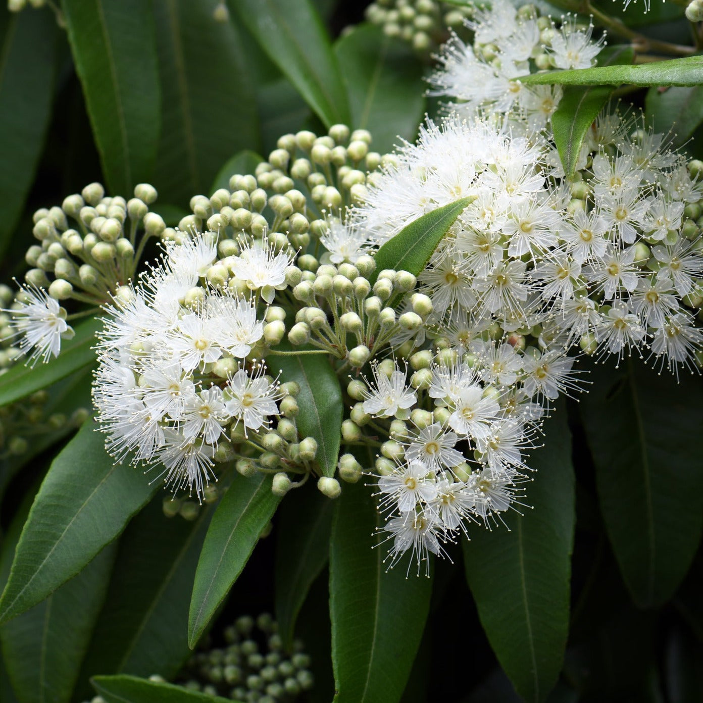 Lemon Myrtle