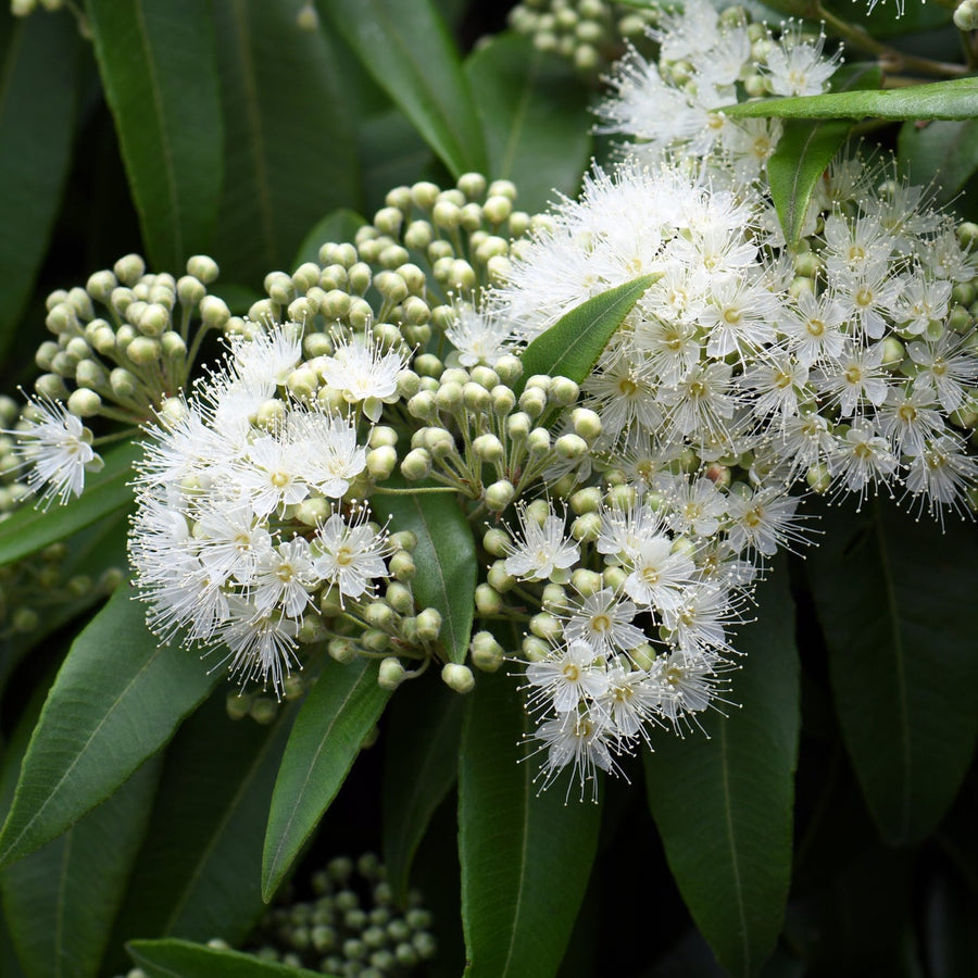 Lemon Myrtle Fragrance Oil