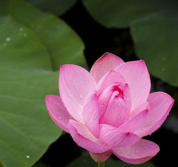 Lotus Flower