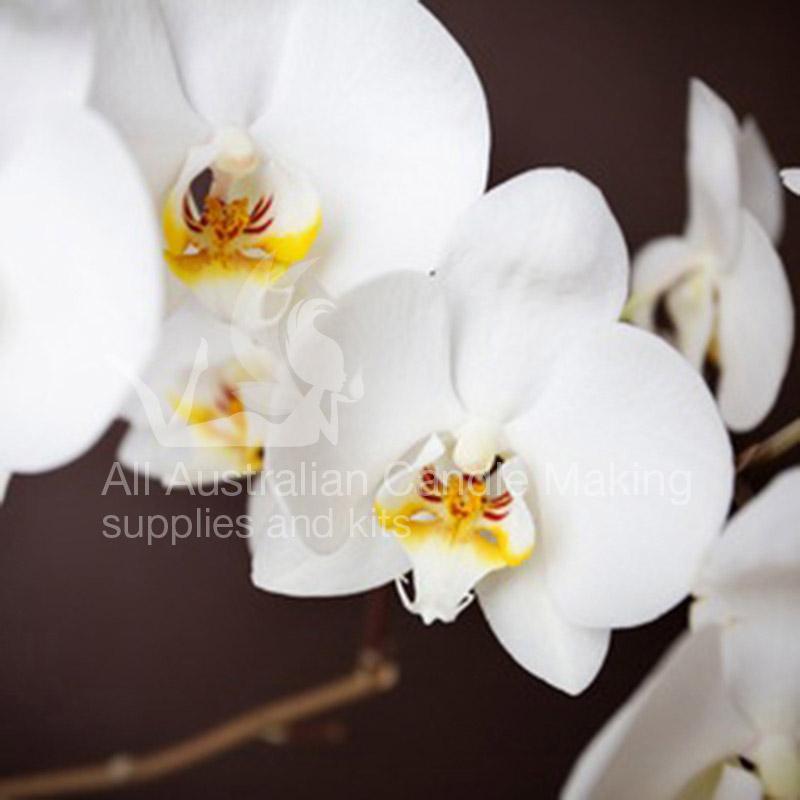 Singapore Orchid