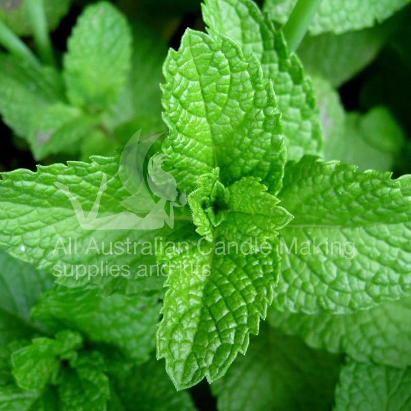 Peppermint Essential Oil