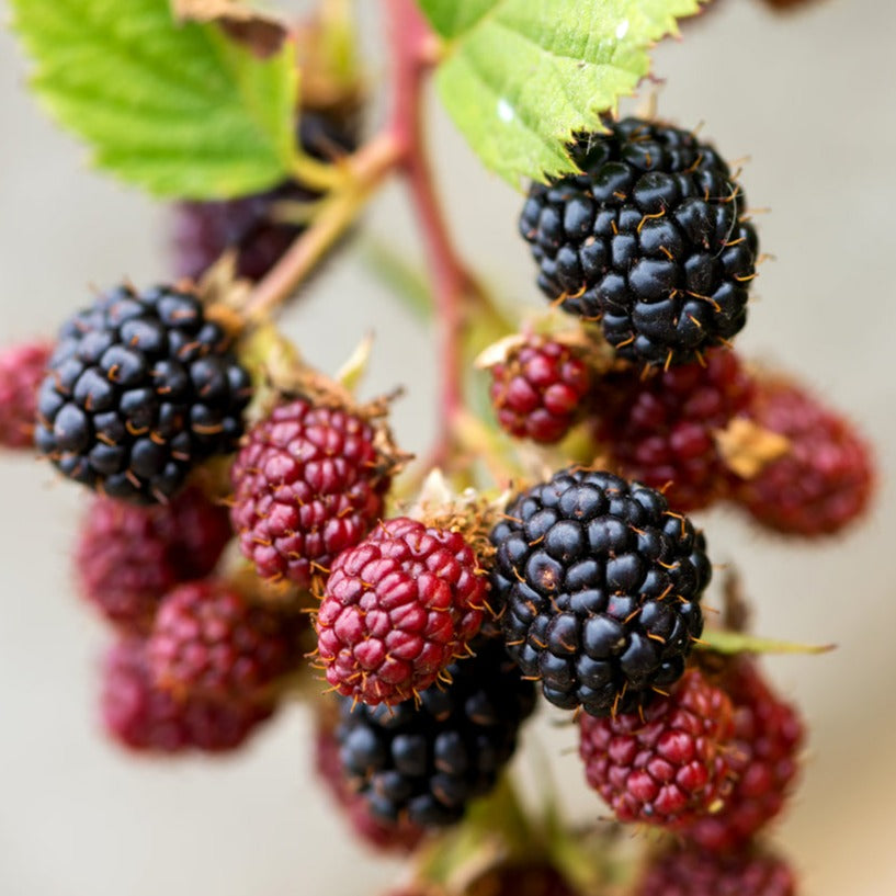 Black Raspberry Fragrance Oil