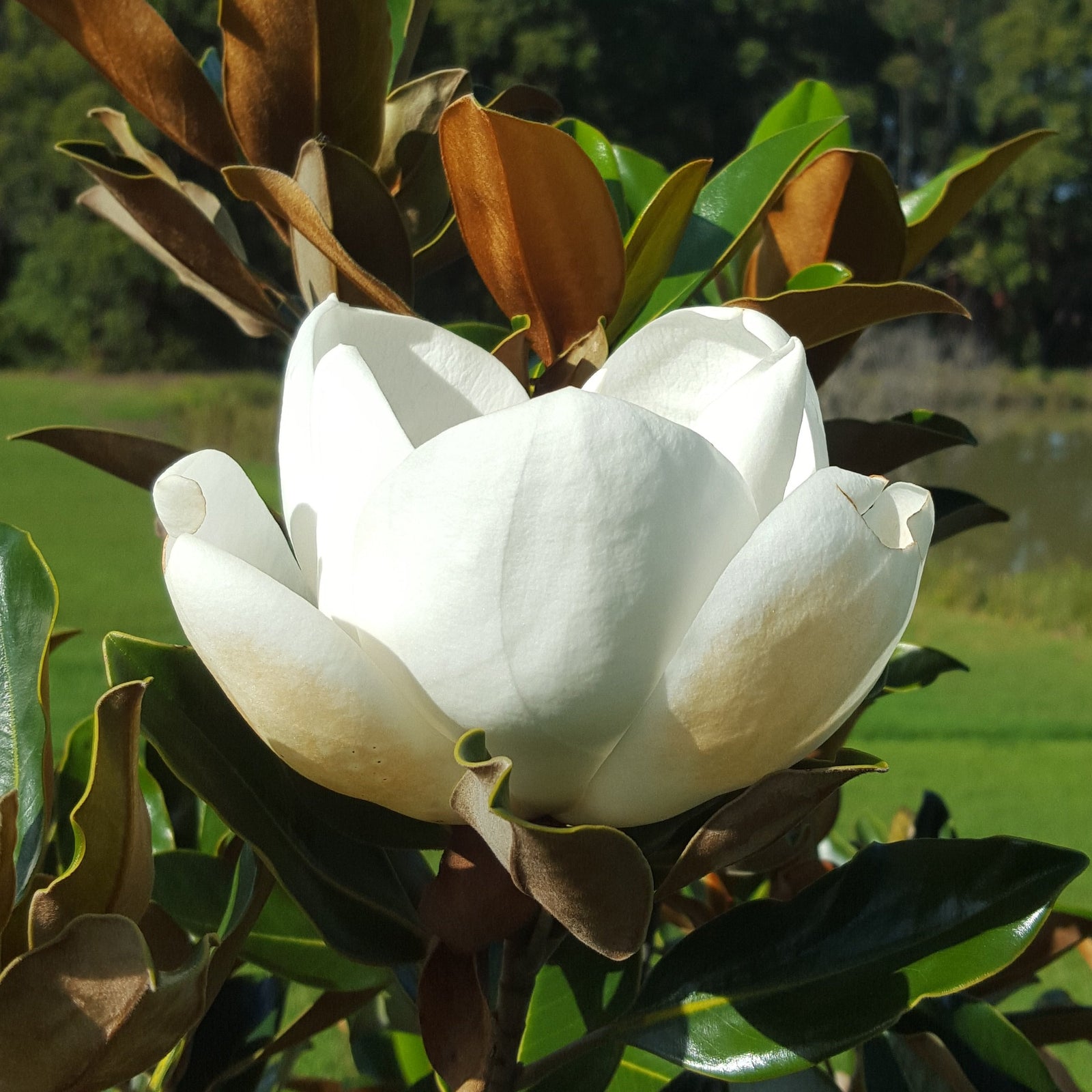 Magnolia