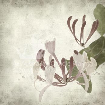 Japanese Honeysuckle & Jasmine Fragrance Oil