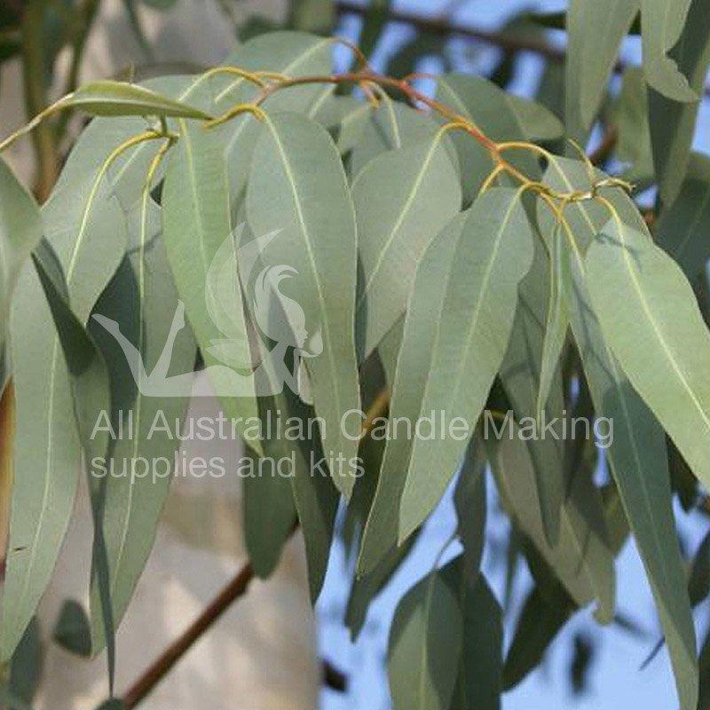 Eucalyptus Essential Oil