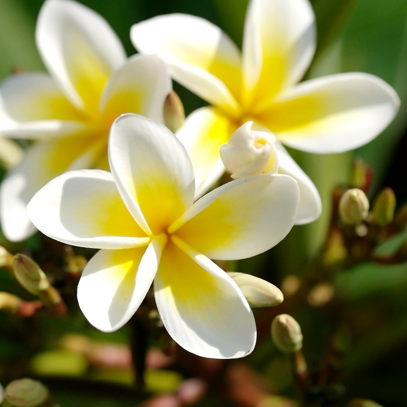 Frangipani