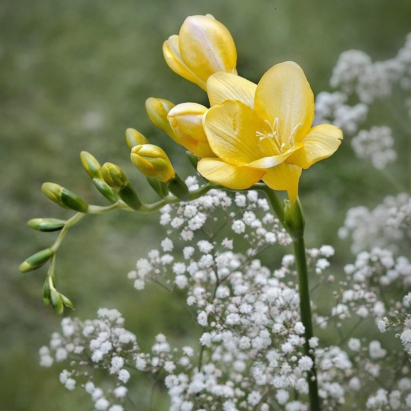 English Freesia