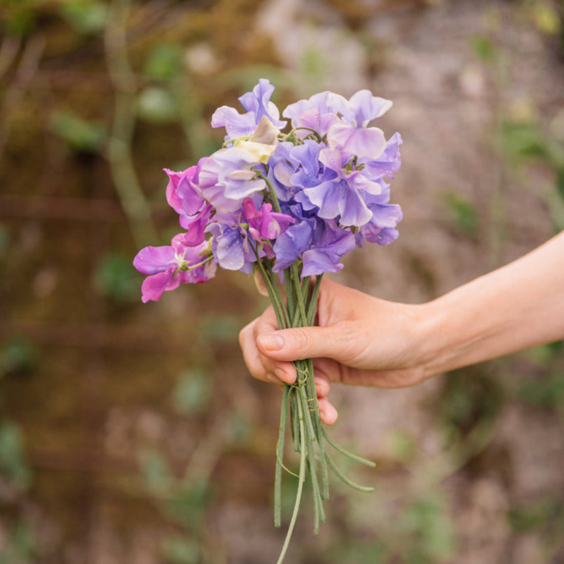 Australian Sweet Pea Fragrance Oil