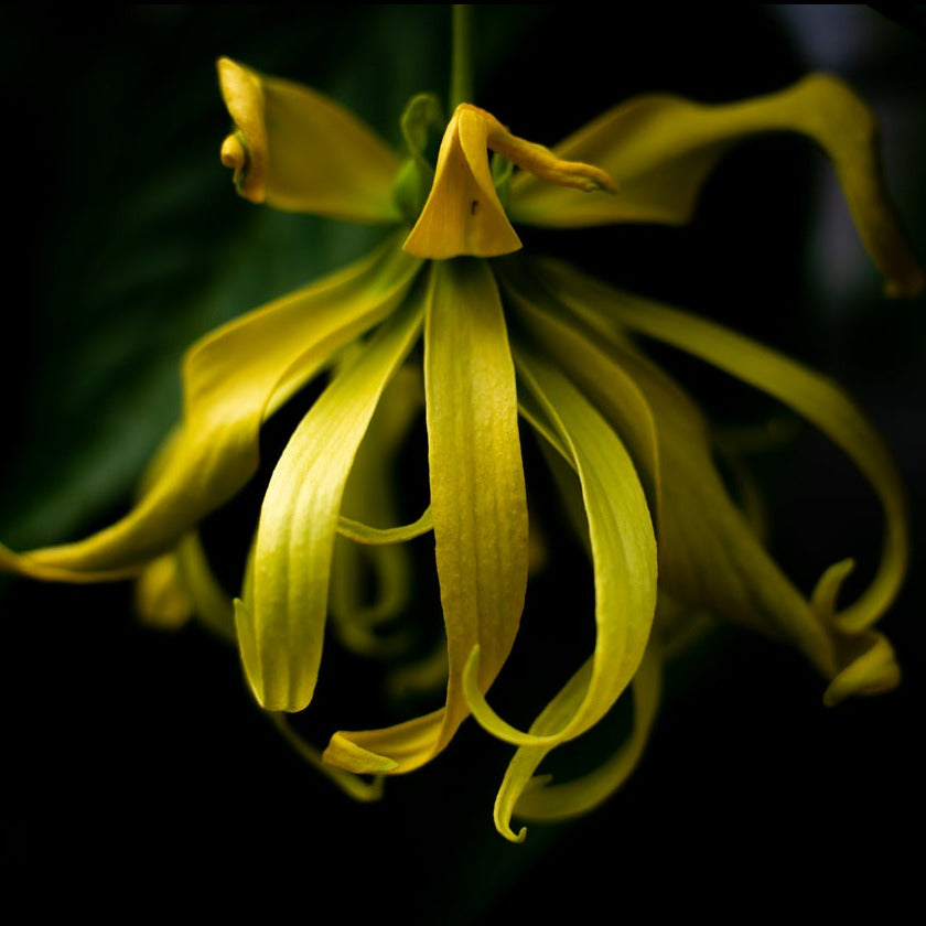 Ylang Ylang Fragrance Oil