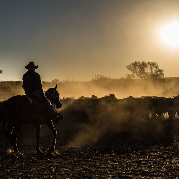 Outback Drover