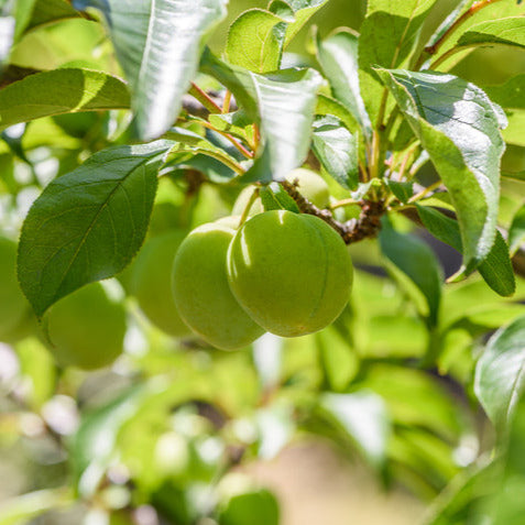 Kakadu Plum