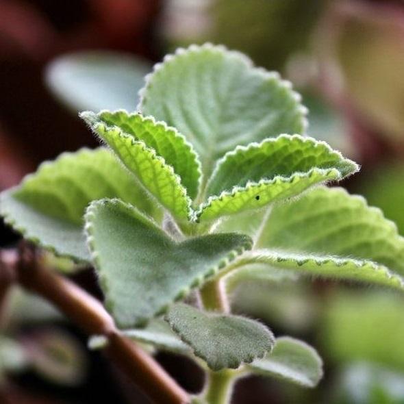 Sweet Patchouli