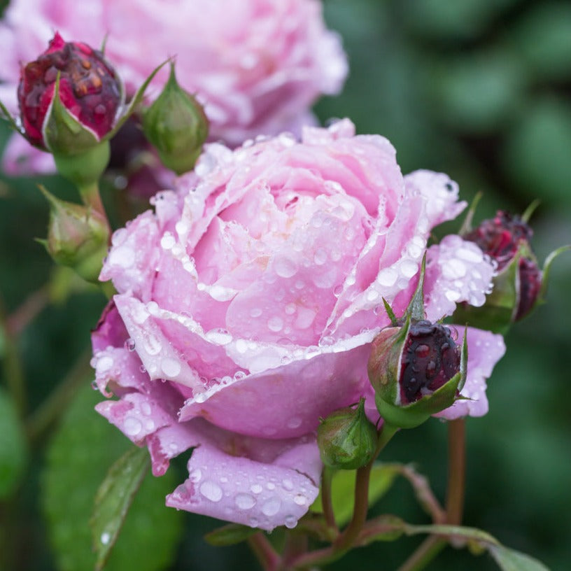 Rose Victorian Candle Fragrance - RUNOUT