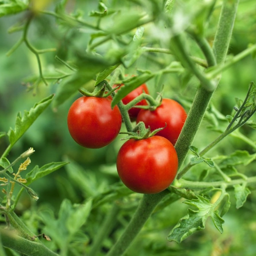 Fresh Garden Tomatoes